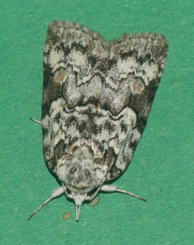 Nycteola degenerana